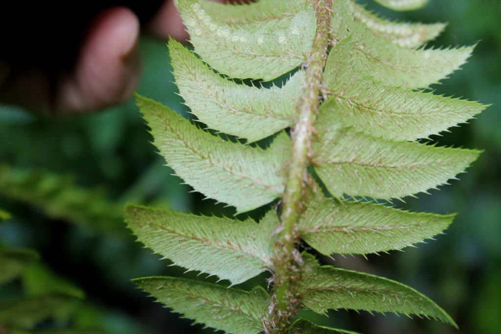 Polystichum lonchitis / Felce lonchite